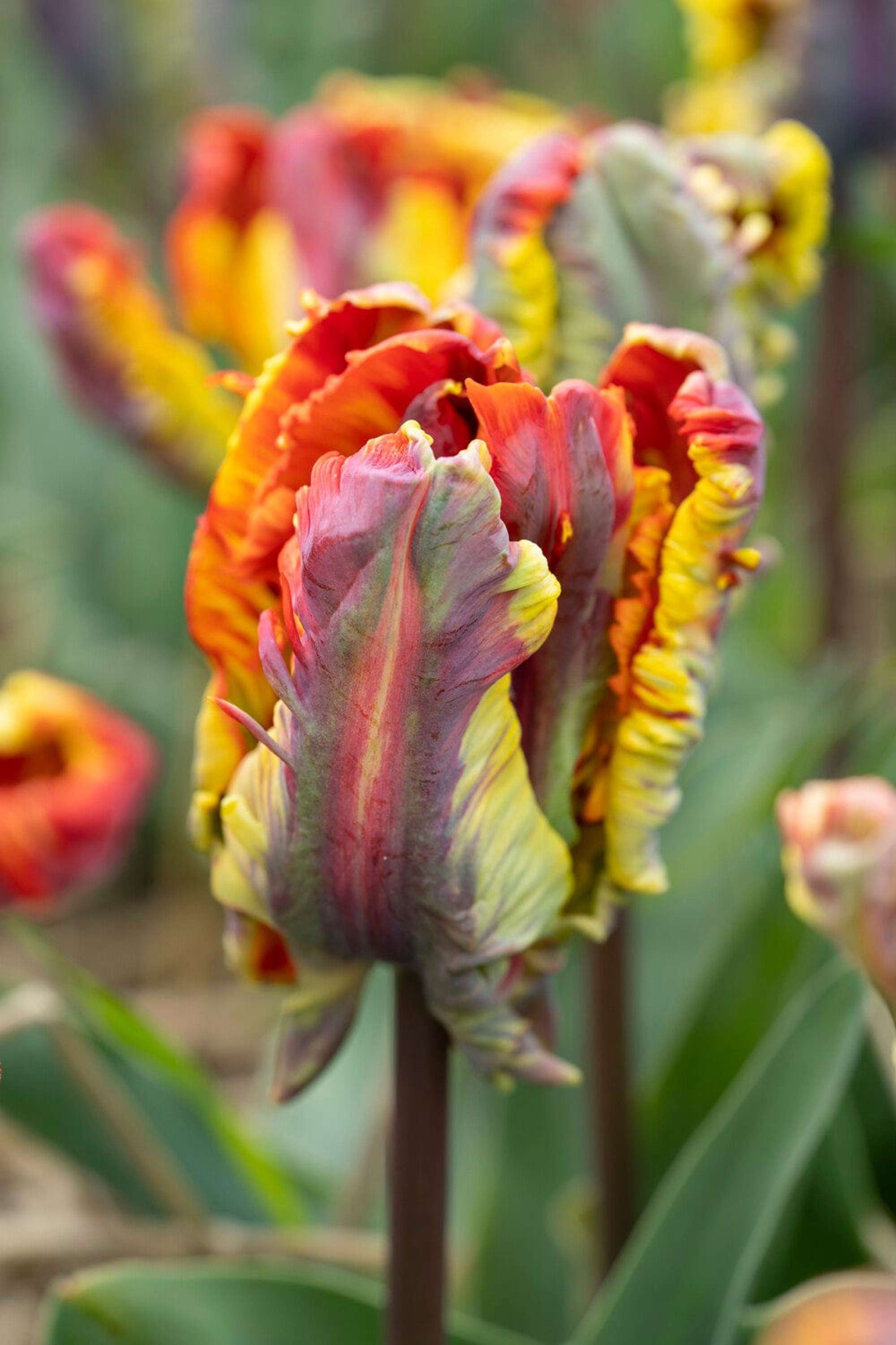 Tulpe 'Rasta Parrot'